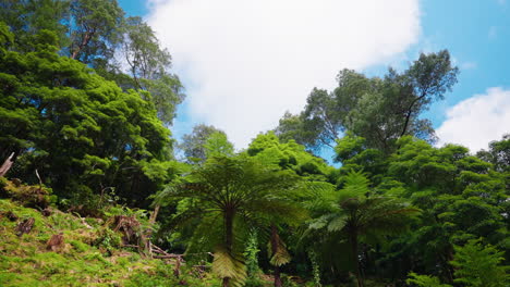 cinematic shot of green lush vegetation in the forest