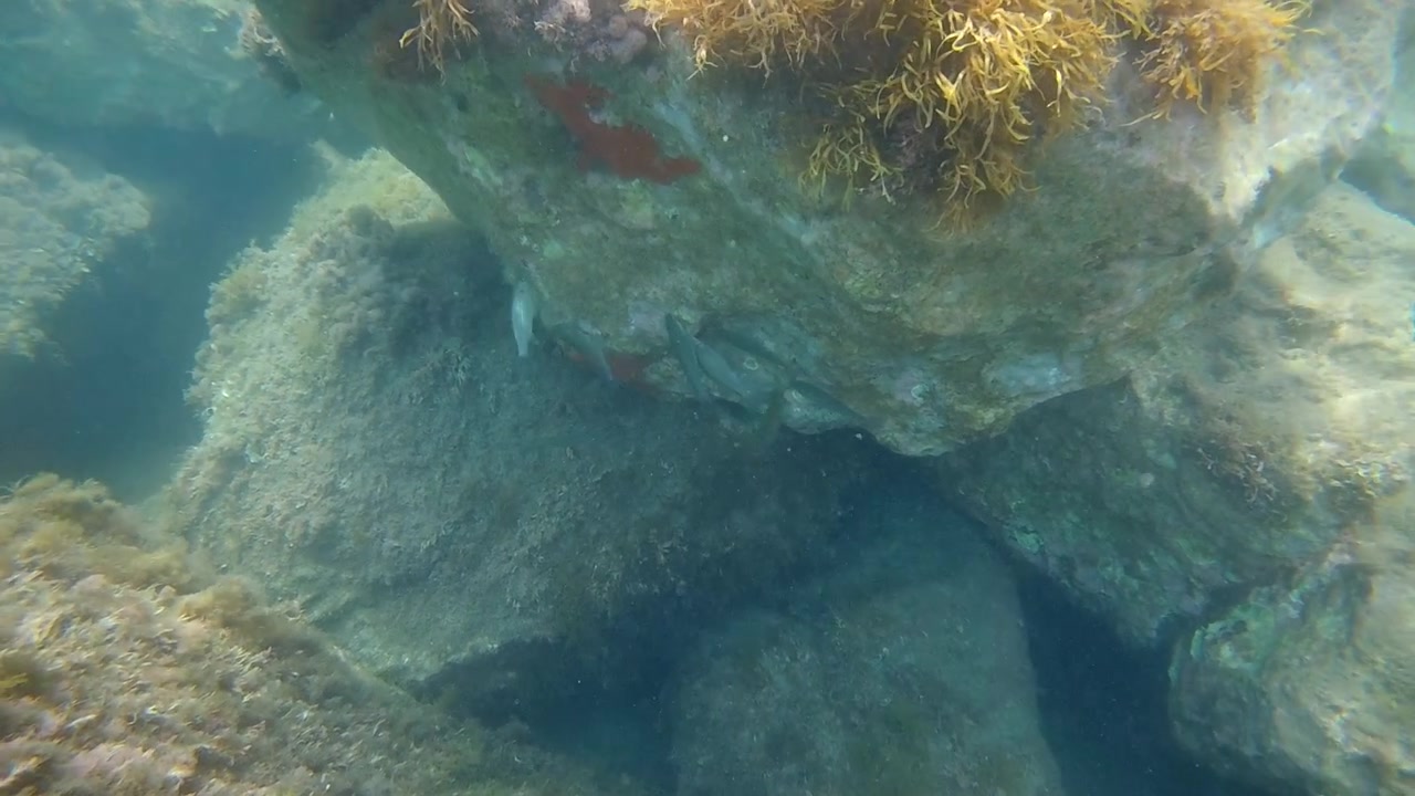 Large underwater rock formation covered with brown seaweed and marine vegetation in turquoise coastal water