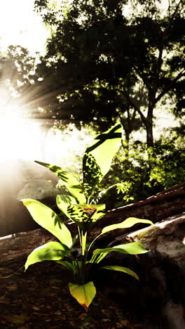 a single plant growing in the forest sunlight