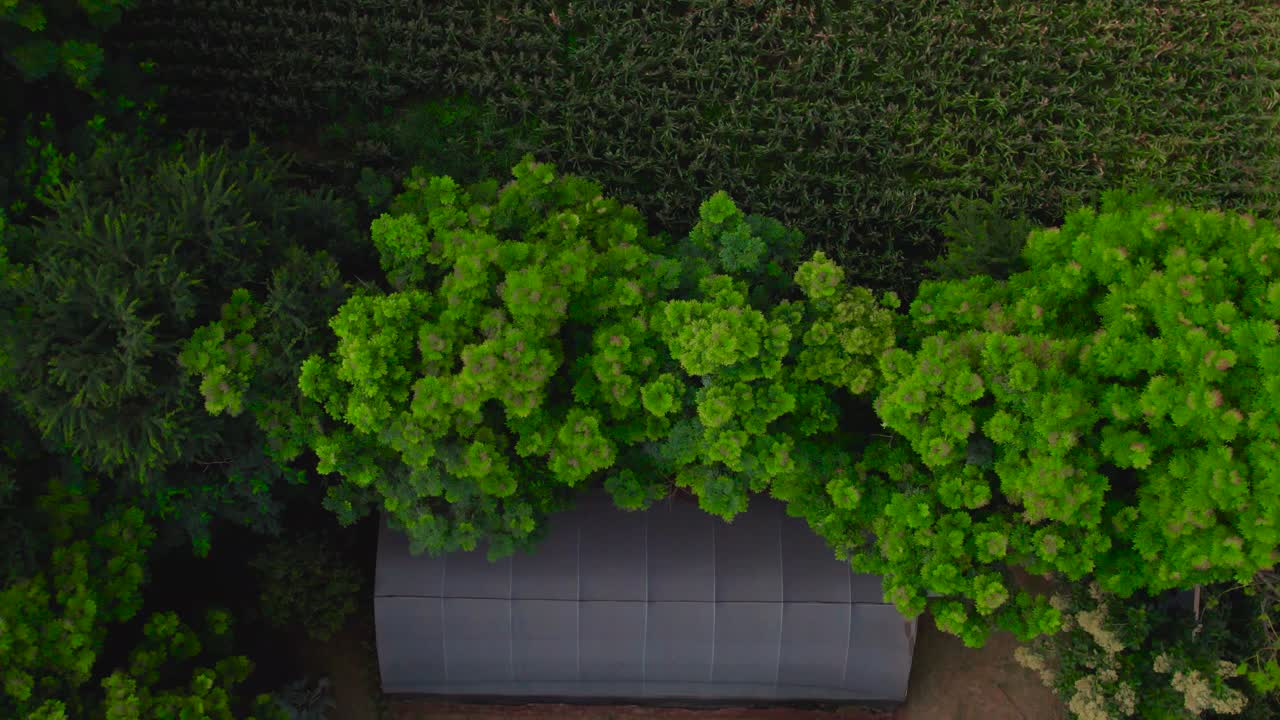 hermosos árboles en una granja durante la puesta de sol en la ciudad de moshi, tanzania