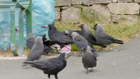 birds eating waste food from trash bag on the roadside, bird species are jackdaws and a rook