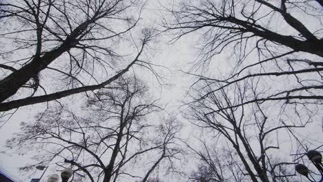 ramas de árboles sobre un cielo de invierno blanco con color azul