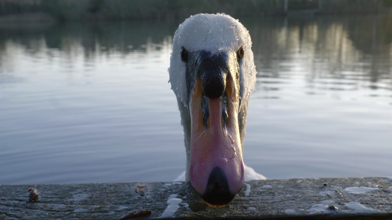 Swan peeks over lake edge at Bilingford, serene and curious moment