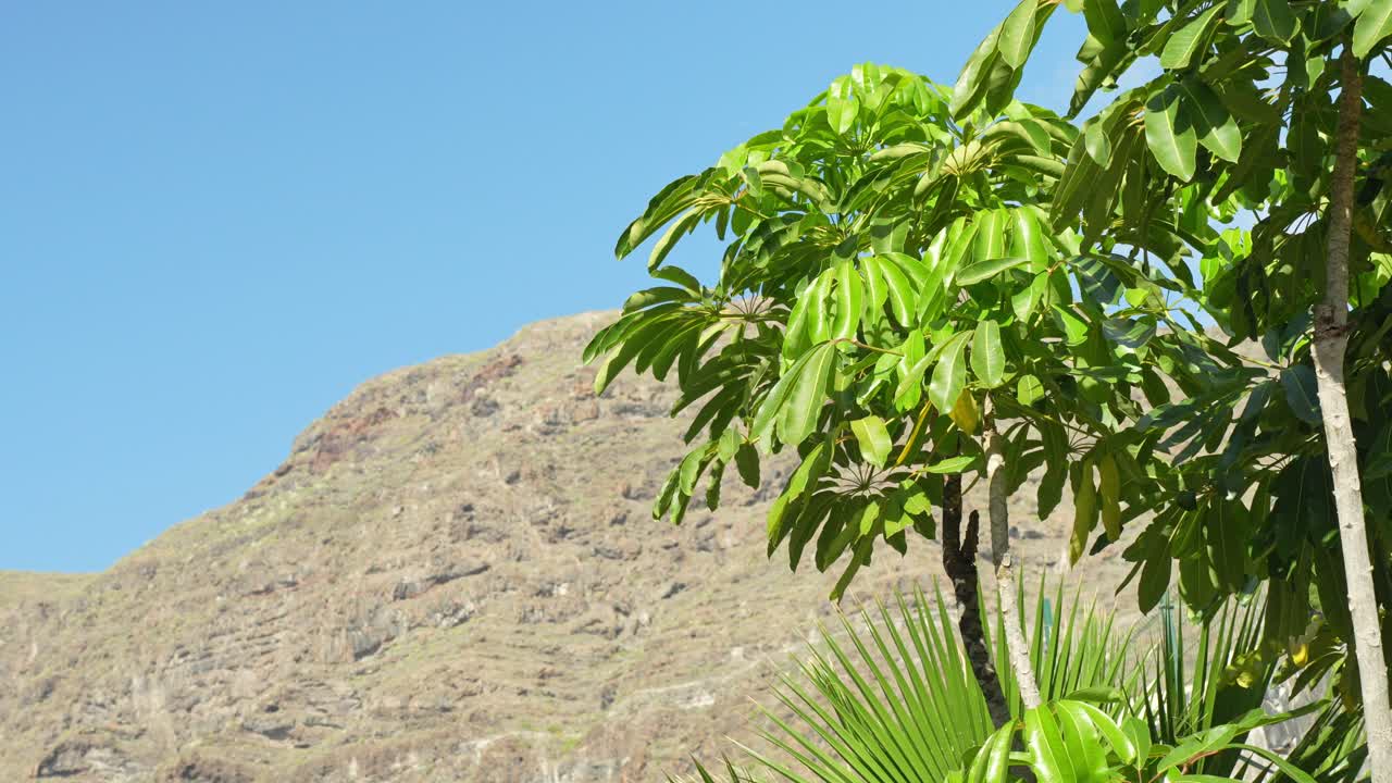 árbol verde en primer plano contra el escarpado telón de fondo de la montaña de tenerife