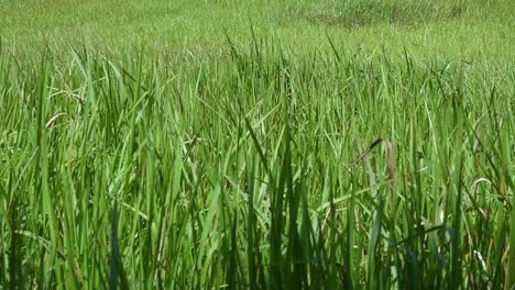 A-perennial-grass-native-to-tropical-and-subtropical-Asia-and-also-introduced-to-several-countries