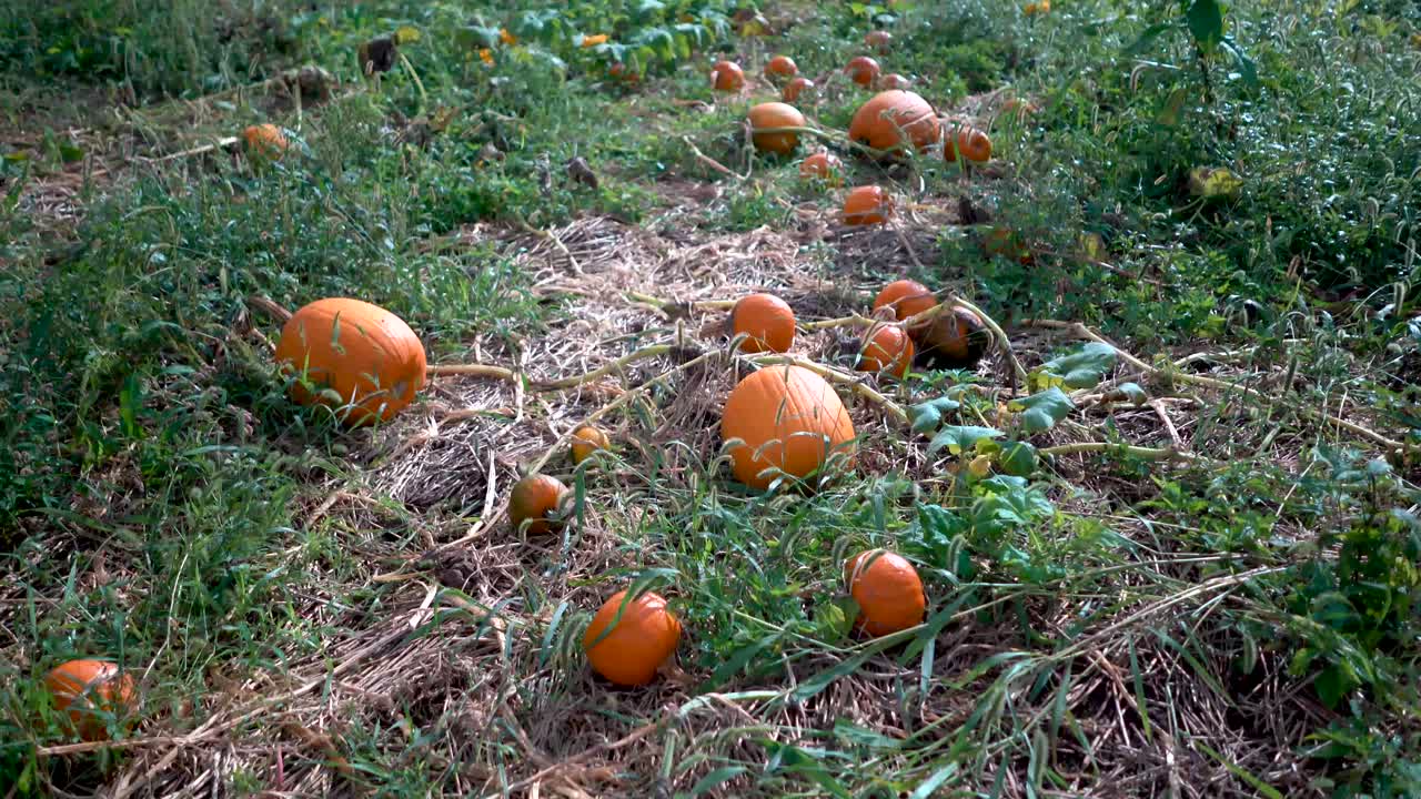 백라이트 아침 햇살에 덩굴이 시들어가는 호박 패치를 드러내는 카메라 붐