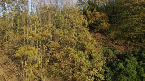 Autumn-Colors-Trees