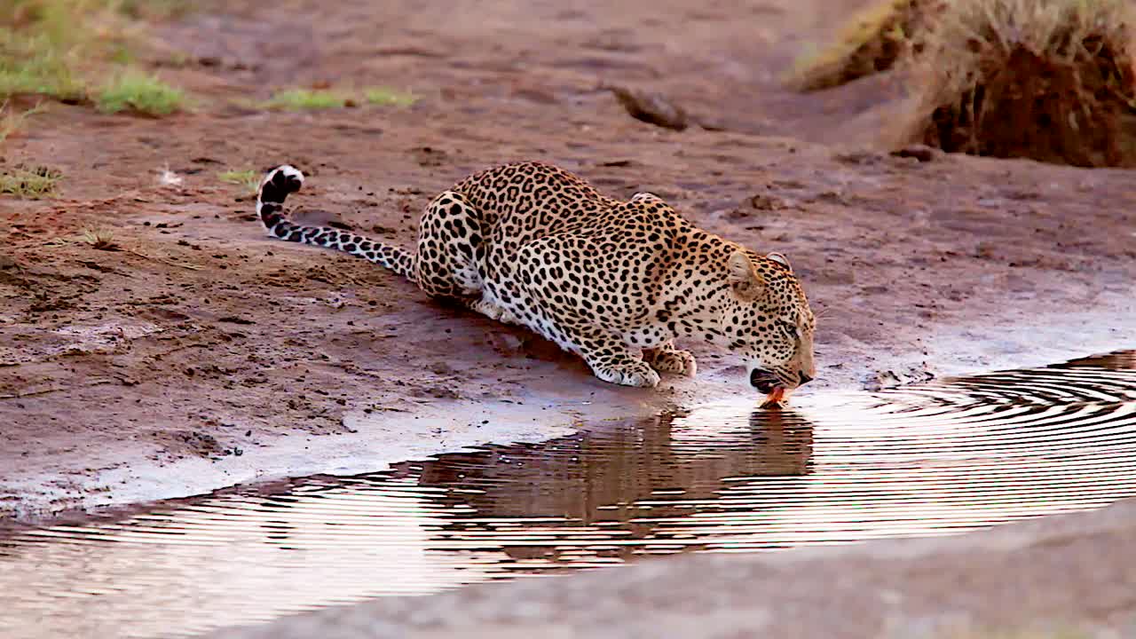 탄자니아 세렝게티에서 사파리의 물웅덩이에서 표범이 물을 마시는 웅장한 장면