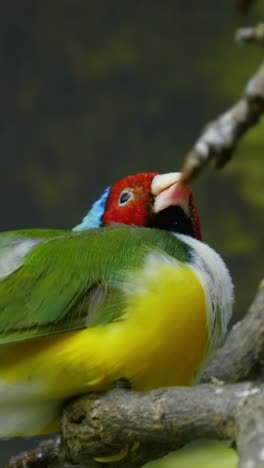 beautiful birds guldova amadina