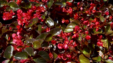 hermosas flores rojas en el jardín