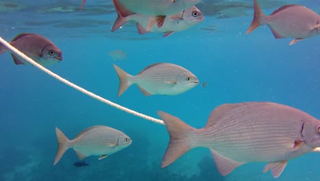 Acércate-A-Los-Peces-De-Colores-Mientras-Nadan-A-Través-De-Un-Océano-Turquesa,-Cozumel,-México