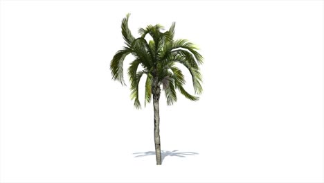 coconut palm tree moving in the wind on white background with alpha matte