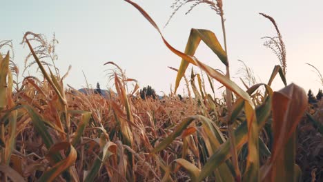 Close-up-shot-of-some-leaves-and-spike-of-a-dry-corn---wheat-waving-in-the-wind