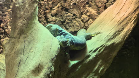 two iguanas sleeping one above another on a log in a cave