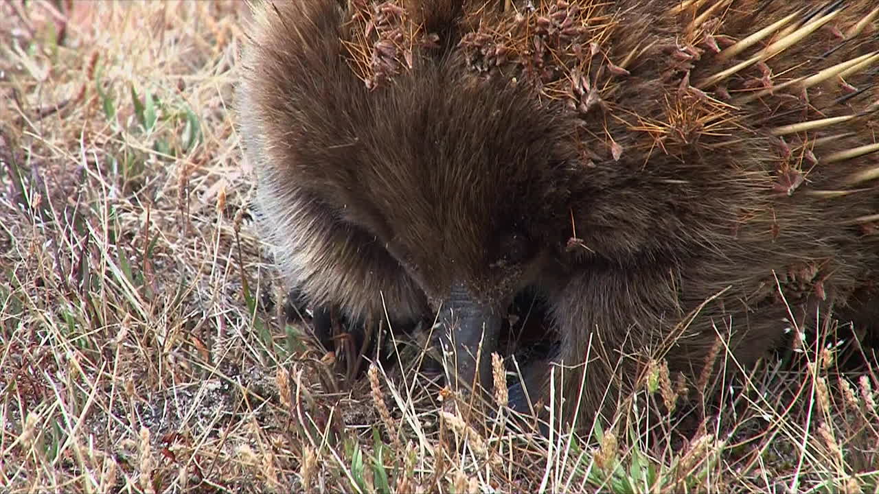 cerca de un oso hormiguero australiano forrajeando en la hierba