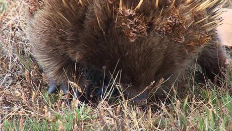 close up of an australian anteater foraging in the grass