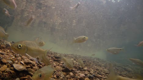 El-Parque-Nacional-Kaeng-Krachan-Es-El-Hogar-De-Muchos-Animales-Salvajes-Fantásticos-Y-Los-Arroyos-Son-Una-Fuente-De-Vida-De-Agua-Dulce-Para-Que-Los-Animales-Beban-Y-Los-Peces-Naden.