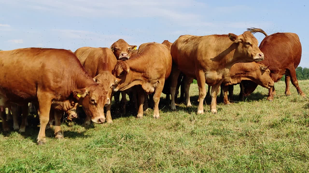 A herd of cows with flapping ears with their calves are eating grass