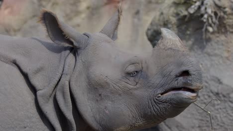 Close-up of Indian rhinoceros chewing a branch in a naturalistic zoo enclosure, soft daylight