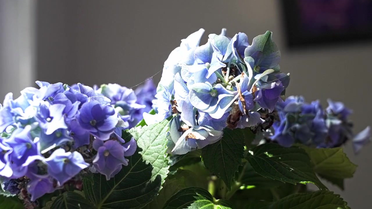 Bright sunbeam moving across a beautiful blue hydrangea flower, creating a play of light and shadow on the delicate petals indoors