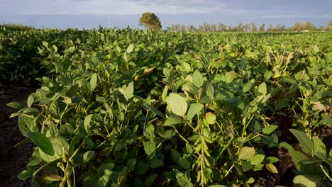 slow motion, wide angle view of a soy field at sunset with a distant tree and cloudy sky on the background