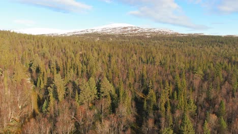 pine forest spruce conifer treetops forest near åre, sweden