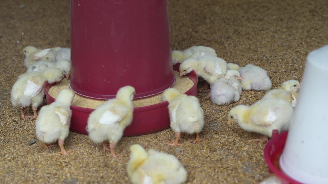 There are baby chickens in the poultry farm.