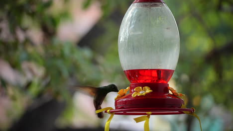 Un-Colibrí-Verde-Bebe-Néctar-Rojo-De-Un-Comedero-Para-Pájaros-Colgantes-En-La-Ciudad-De-México,-México