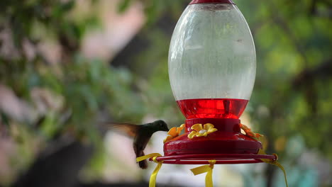 un colibrí verde bebe néctar rojo de un comedero de pájaros colgado en la ciudad de méxico, méxico