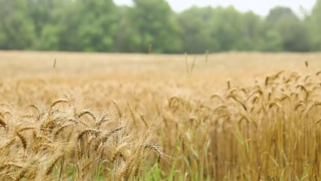 campo de trigo que sopla ligeramente en el viento en el campo rural en 4k