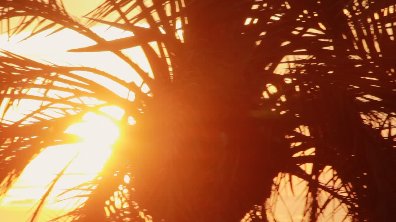 Leaves palm branch on background evening sunset. Leaves palm tree on sunset