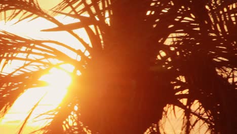 Leaves-palm-branch-on-background-evening-sunset.-Leaves-palm-tree-on-sunset