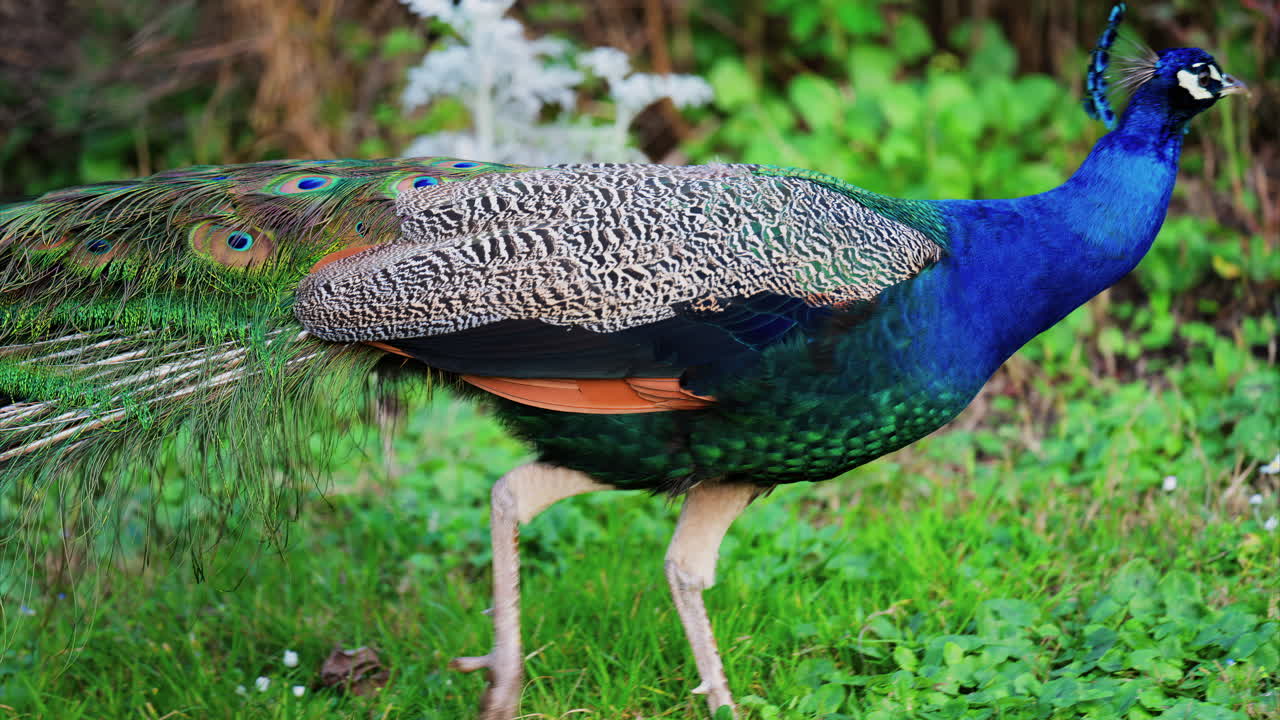 Close up of a peacock walking around at the zoo
