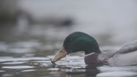 pato real bebiendo agua a cámara lenta