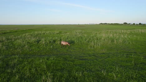 Aerial-orbiting-shot-of-a-wild-horse-and-a-reveal-of-a-pack-of-horses-in-Polish-nature-reserve-Beka