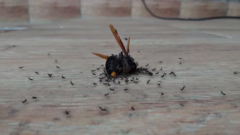 moving colony ants close-up