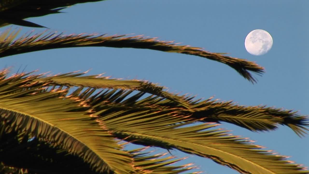 plano medio las ramas de una palmera frente a una luna diurna