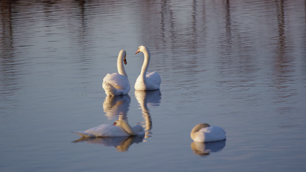 Springtime swan rituals and grooming captured in ultra slow motion.