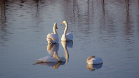springtime swan rituals and grooming captured in ultra slow motion.