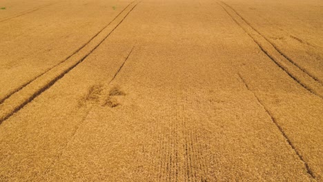campo de trigo amarillo maduro, fotografía aérea