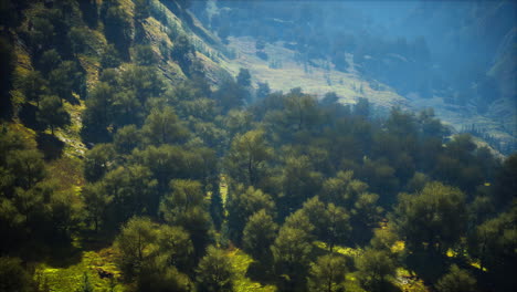 aerial forest scenery european fores