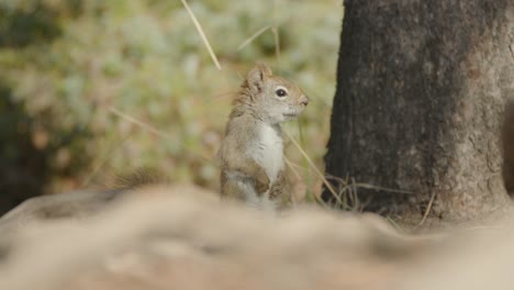 Das-Süße,-Wachsame-Eichhörnchen-Sitzt-Aufrecht-Und-Blickt-In-Den-Wald