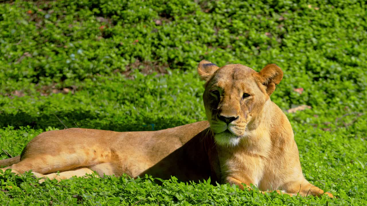 leeuwin rust op het gras tijdens een zonnige dag in oeganda, oost-afrika. statische opname