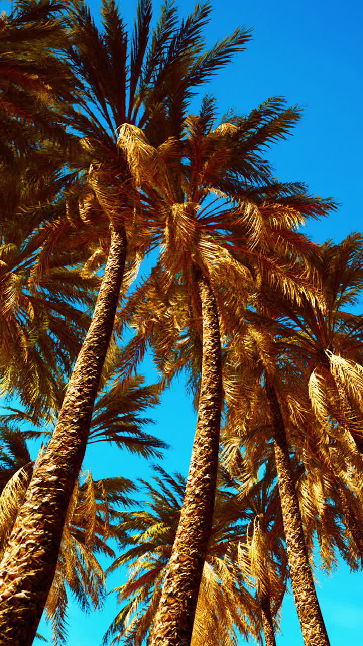 Palm trees against a blue sky