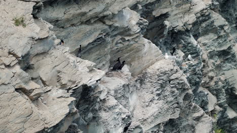 baby black birds sit in their nest upon a rocky cliffside eagerly waiting for their mother whilst seagulls land nearby