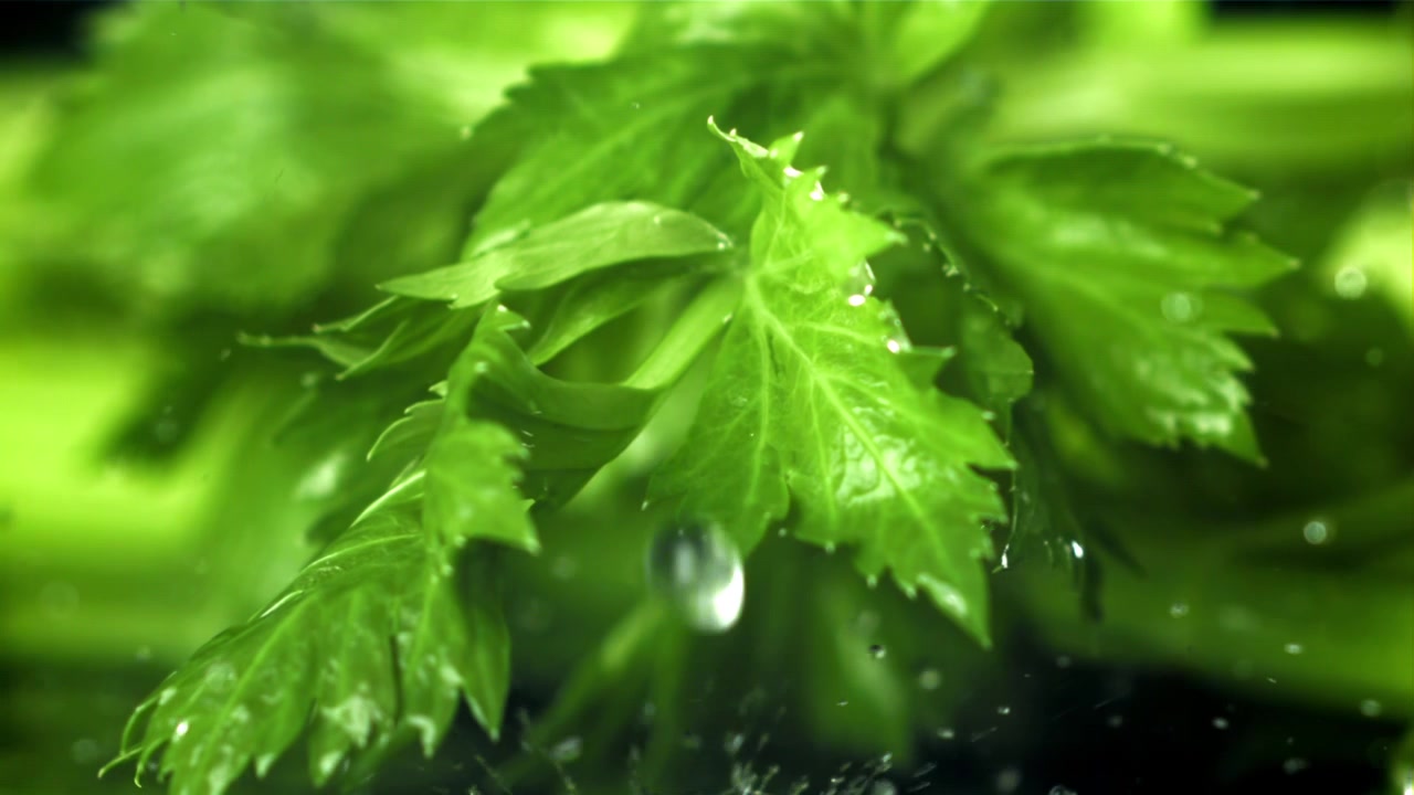 Schizzi d'acqua al rallentatore su foglie di sedano verde brillante