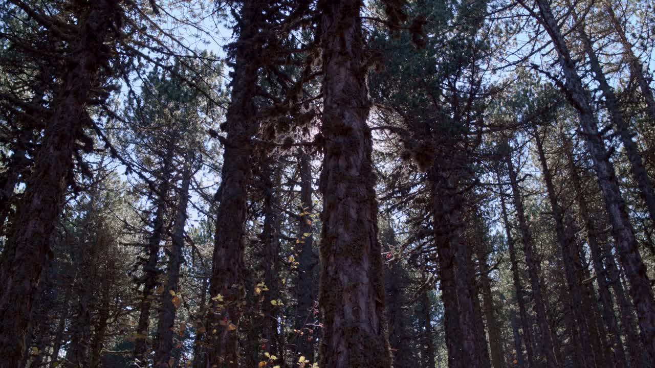 Alti pini maturi in una fitta foresta, la telecamera si muove verso l'alto lungo il tronco dell'albero rivelando il sole