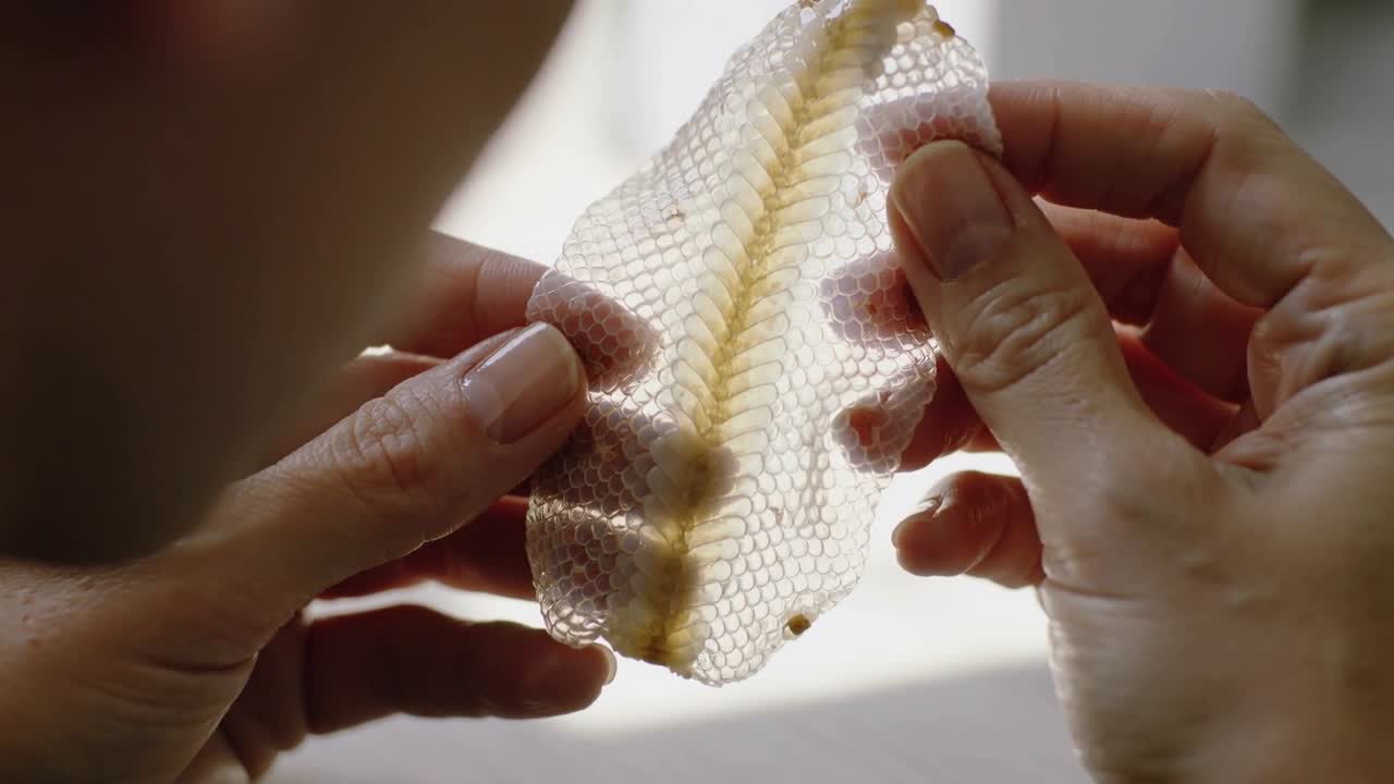 Adult hands lifting shed skin to light, showing hex pattern; animated tags mark eyecap for biology