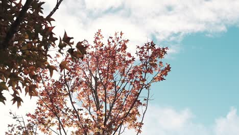 Cálida-Luz-Del-Sol-En-El-Cielo-Otoñal-Y-Hojas-En-Cámara-Lenta