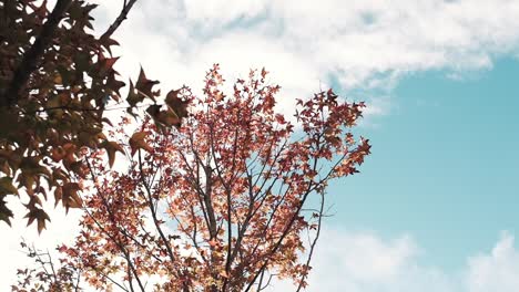 warm sunlight at autumn sky and leaves in slow-motion